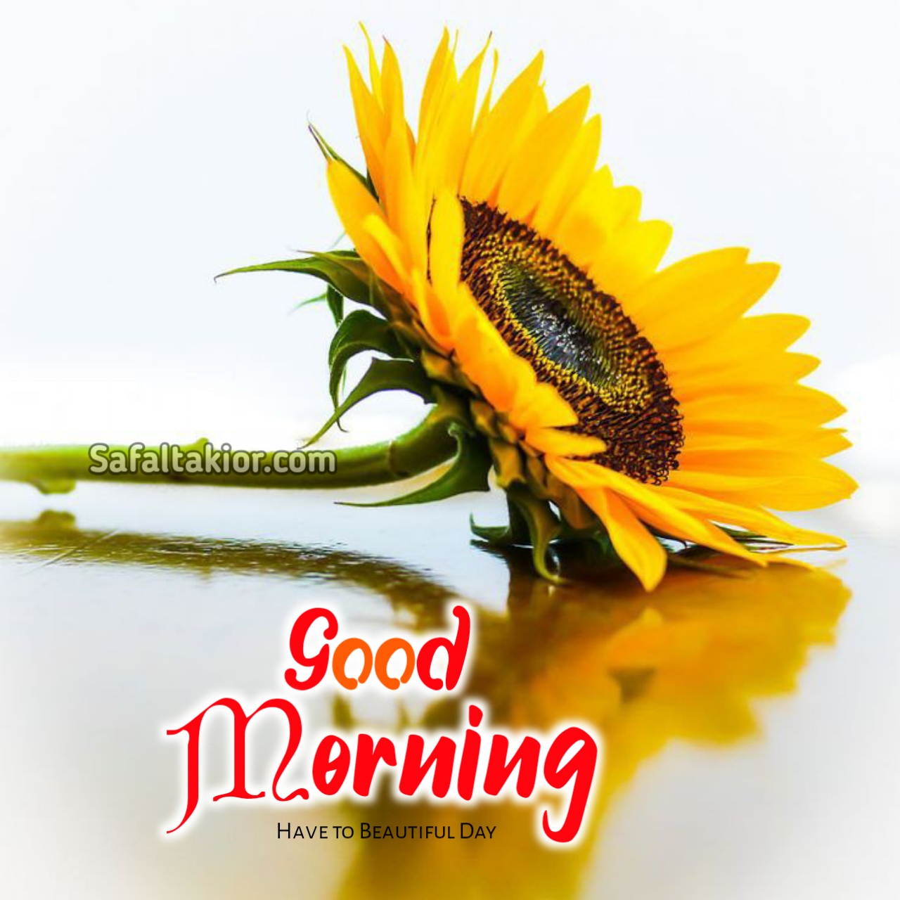 good morning images flowers