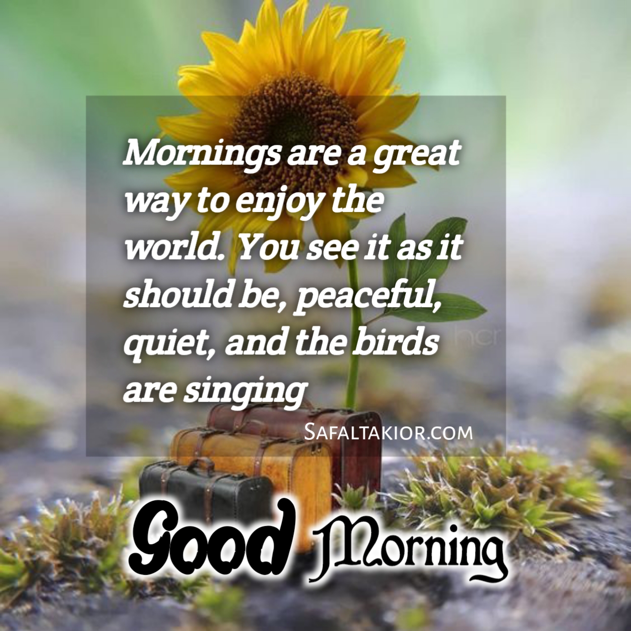 Beautiful 'Good Morning' Thoughts,Quotes &images Messages