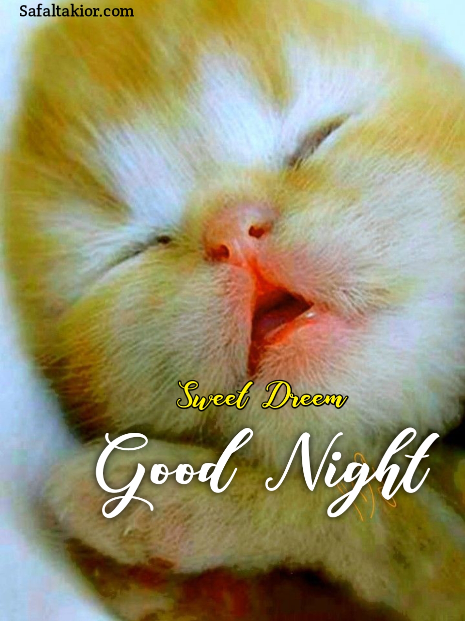 beautiful good night cat images