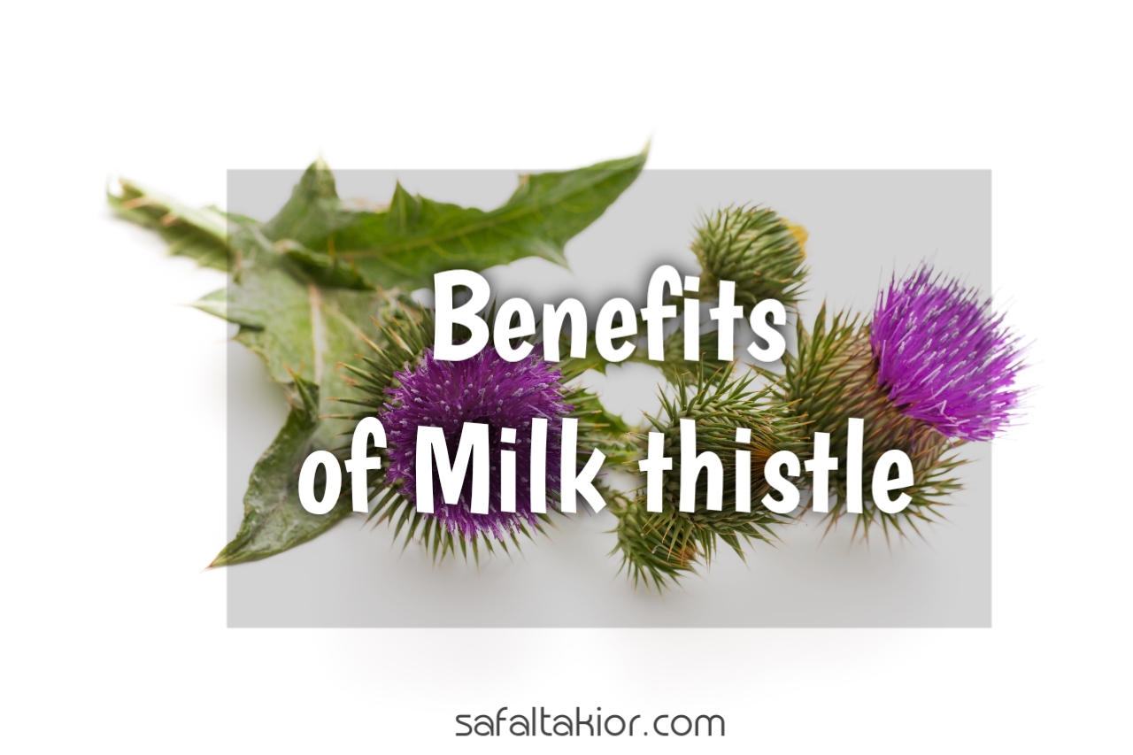 Benefits of Milk Thistle