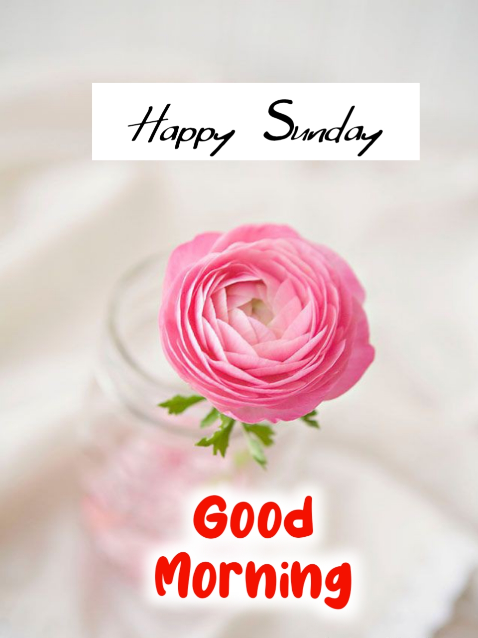 Read rose happy Sunday images
