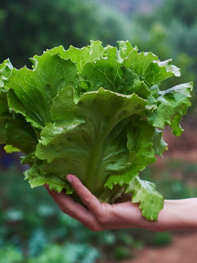 Lettuce: Health Benefits  and Nutrition Facts