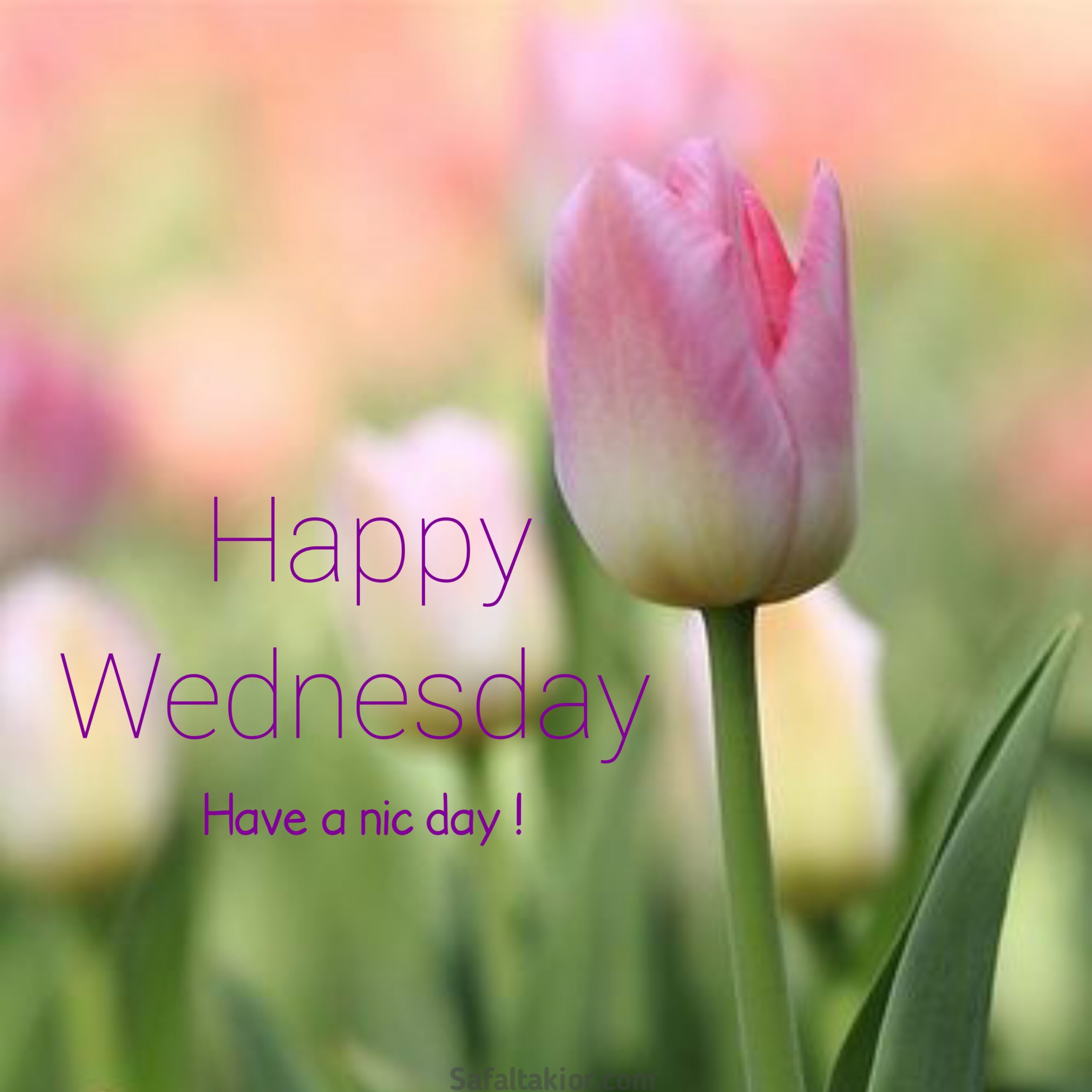 happy wednesday images