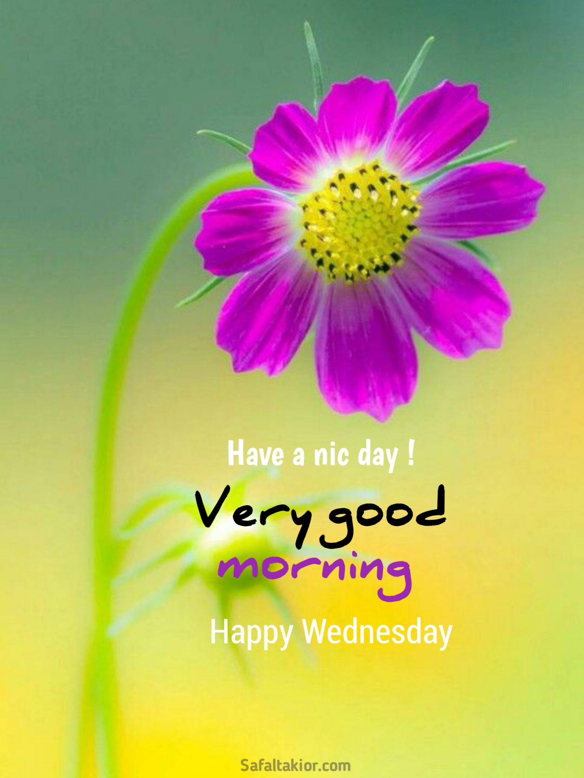 happy wednesday images