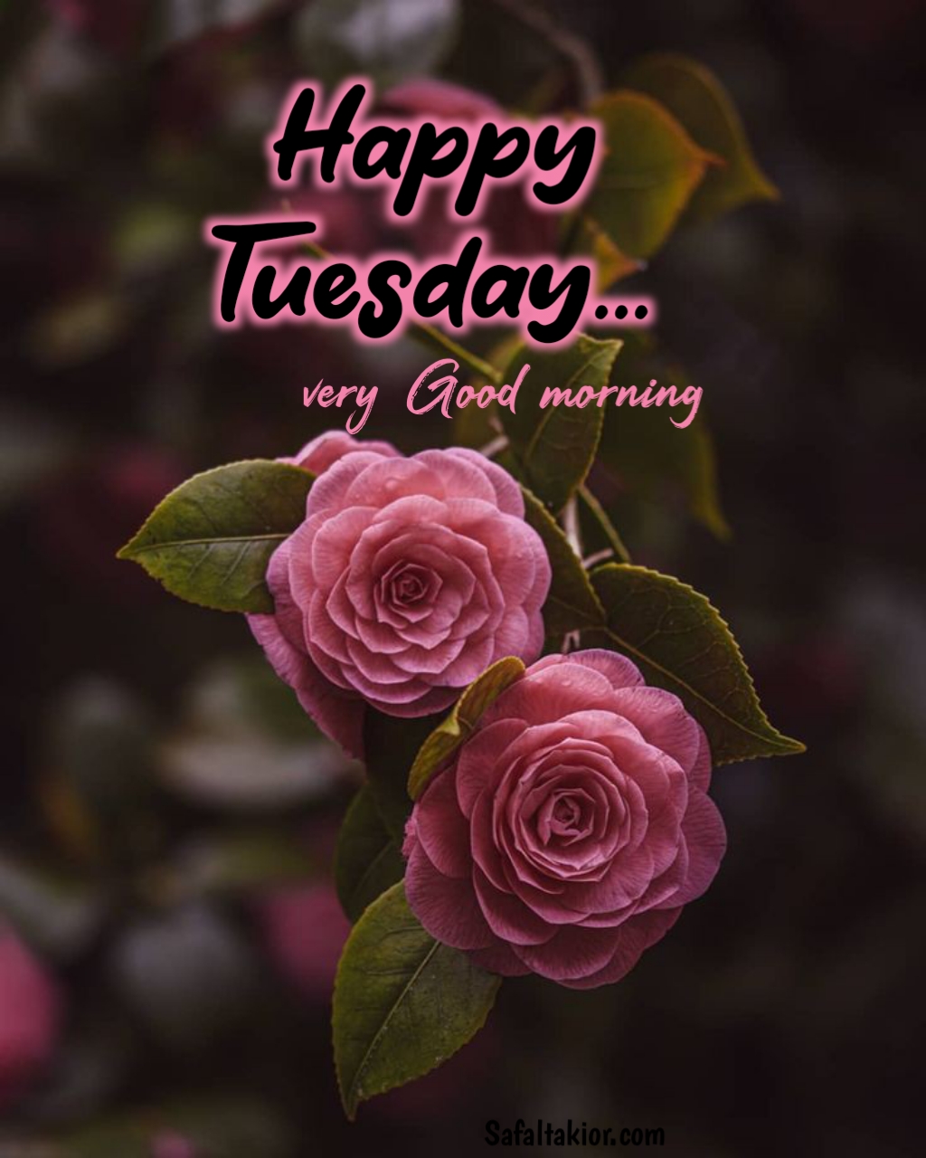 happy tuesday images for whatsapp